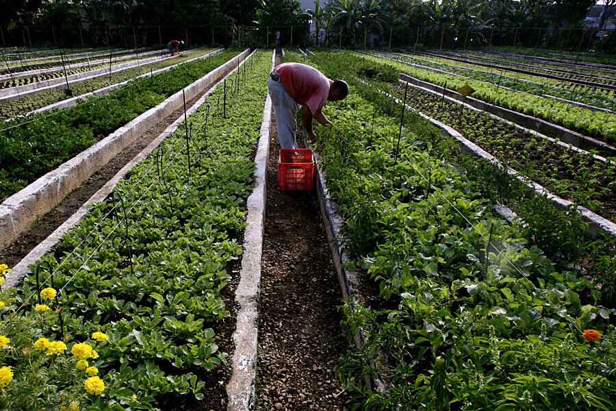 comparative-analysis-productivity-of-urban-and-rural-agriculture-3