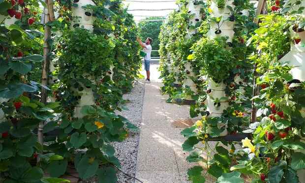 global-urban-agriculture-trends-a-cross-cultural-perspective-on-urban-farming-2