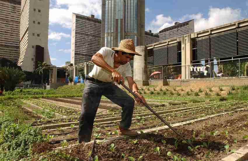 market-insights-the-growing-popularity-of-urban-agriculture-3