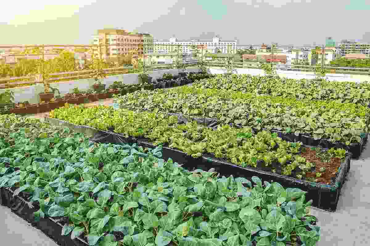 market-insights-the-growing-popularity-of-urban-agriculture-2