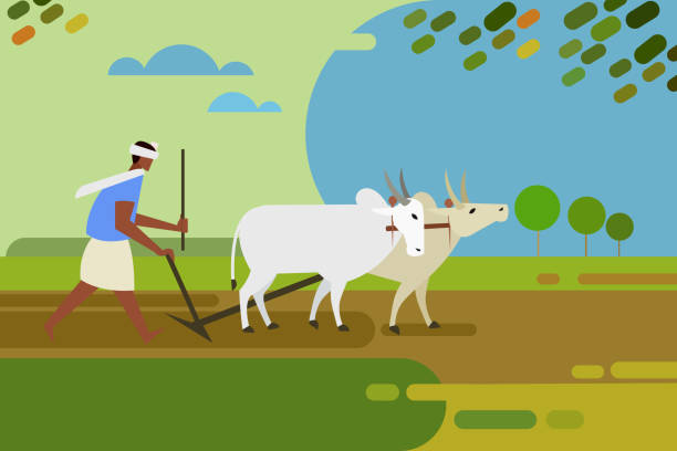 farmer-plows-the-agricultural-field-with-the-help-of-bullocks