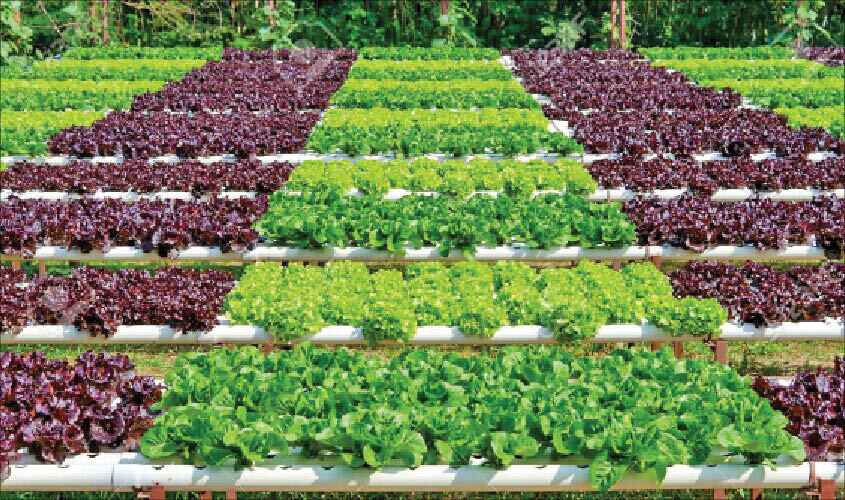 the-future-of-organic-farming-predicted-market-trends-3