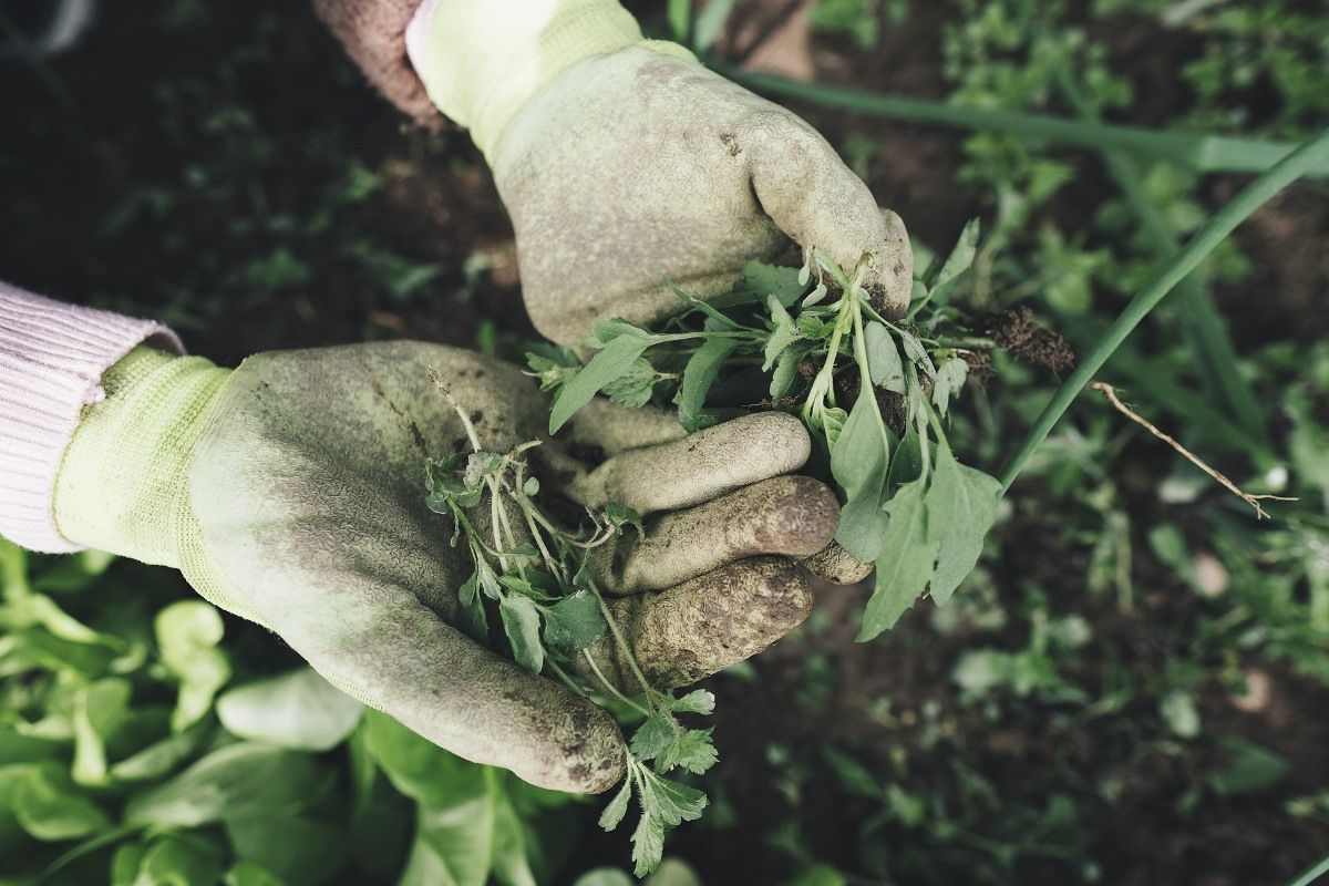 Invasive Weeds Devastate