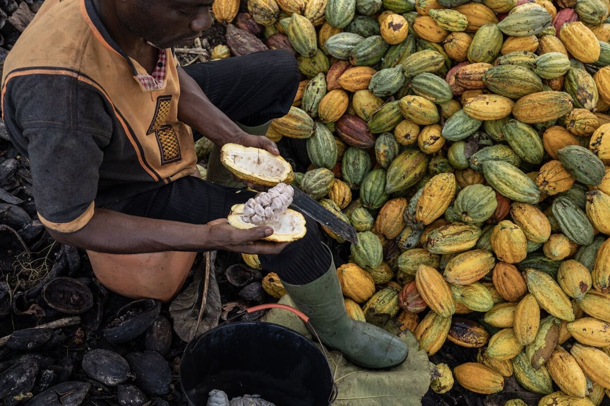 Global Cocoa Prices Hit