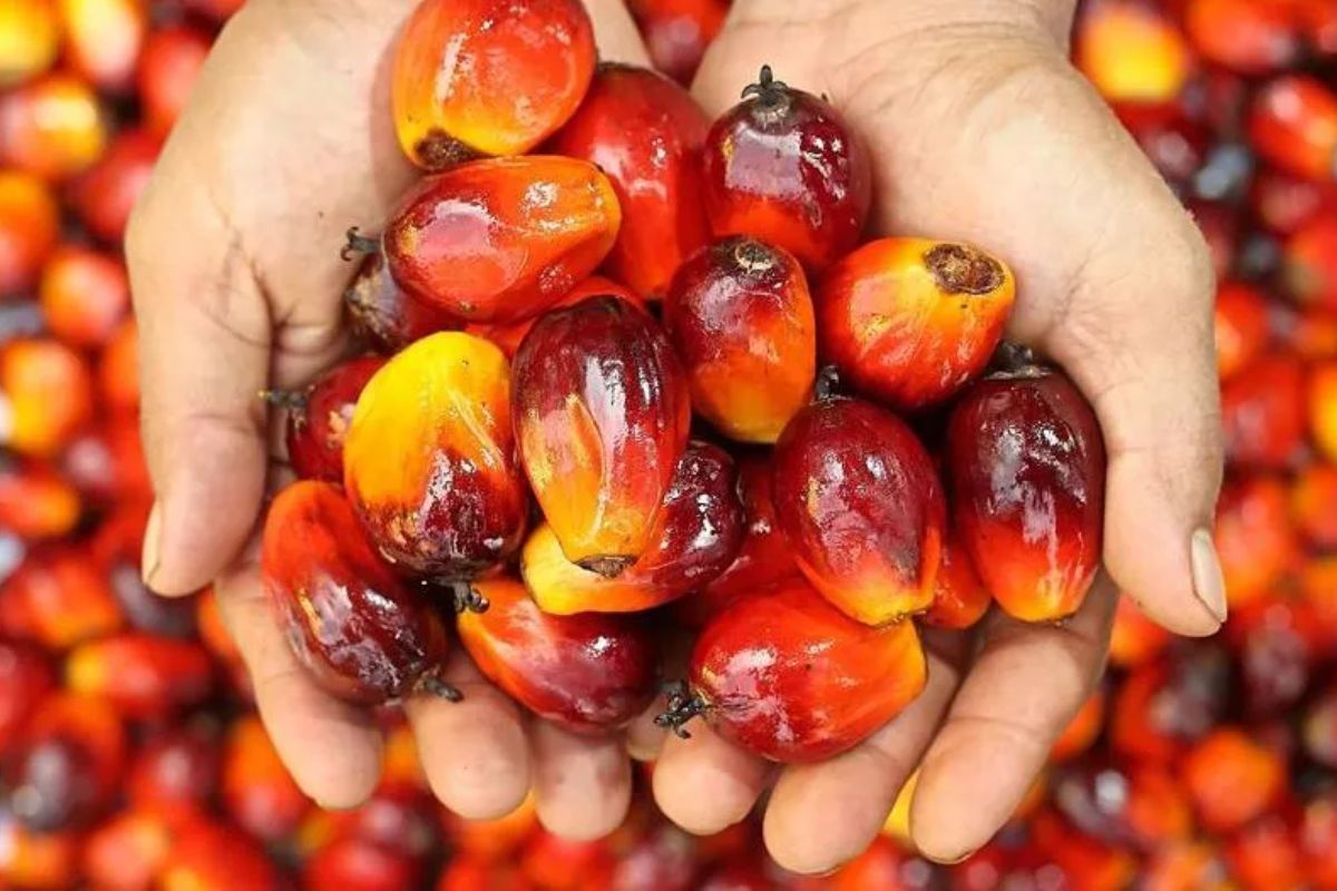 Palm Oil Prices Hit