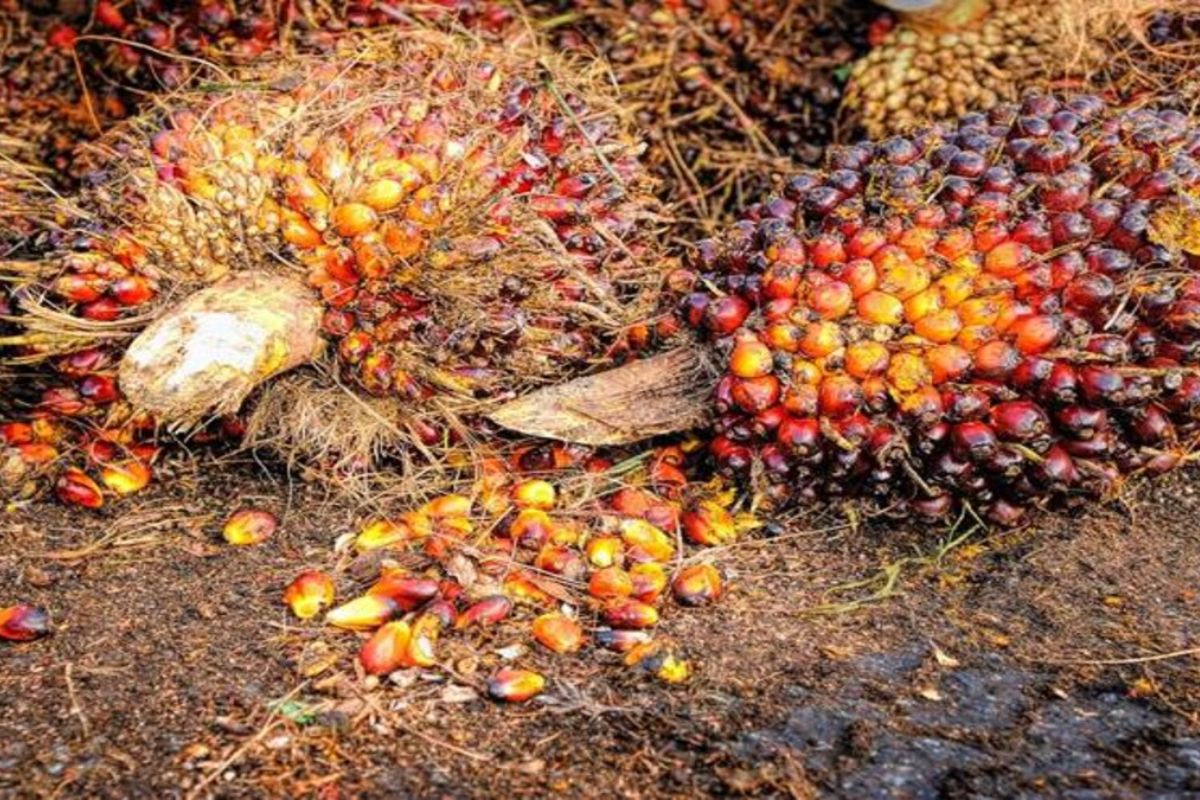 Palm Oil Prices Hit